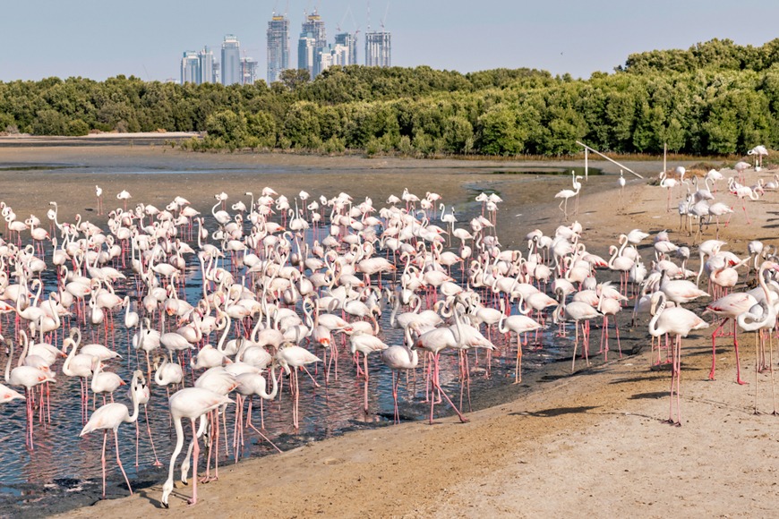 Free birthday things to do in Dubai with kids Free birthday things to do in Dubai with kids